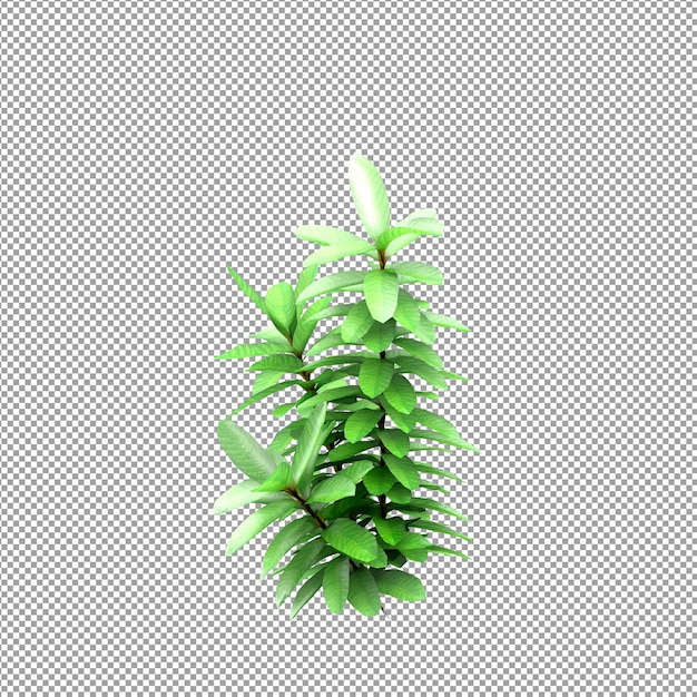 Bella pianta isolata in rendering 3D