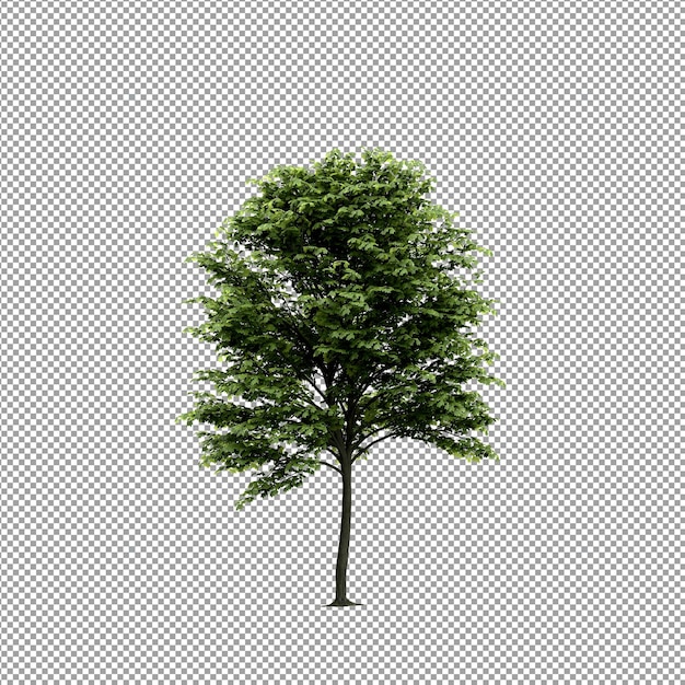 Bella pianta isolata in rendering 3D