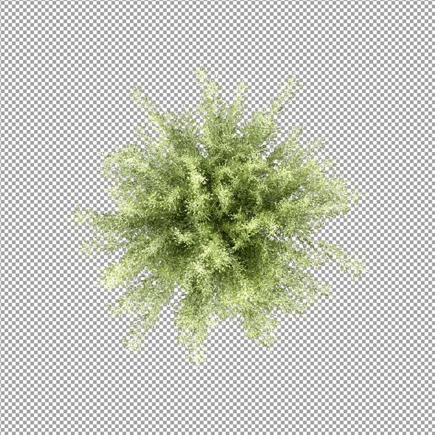 Bella pianta isolata in rendering 3D