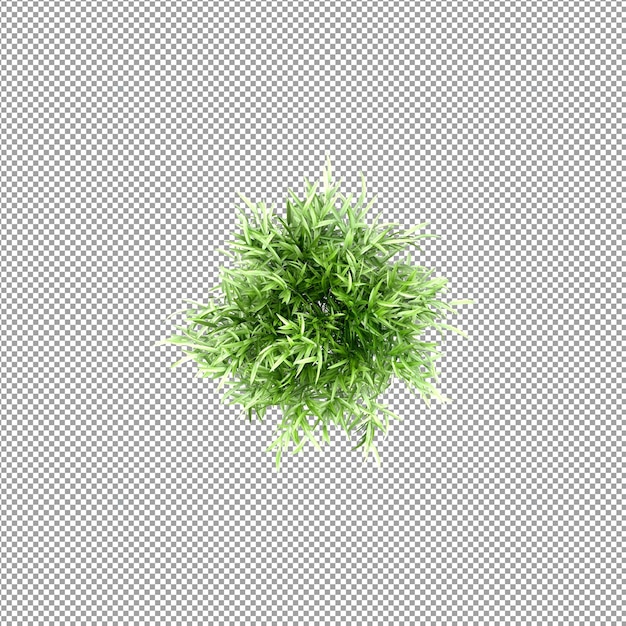 Bella pianta isolata in rendering 3D