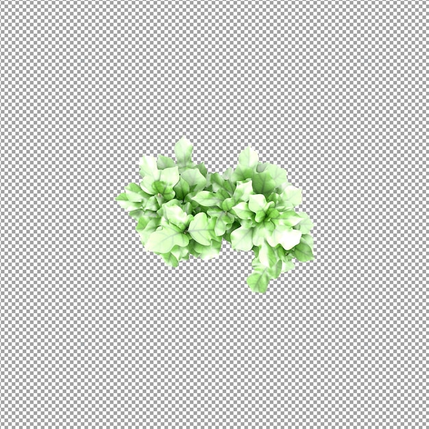 Bella pianta isolata in rendering 3D