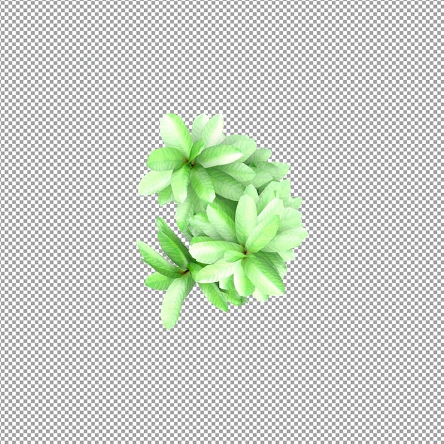 Bella pianta isolata in rendering 3D