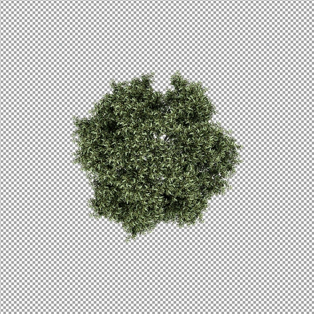 Bella pianta isolata in rendering 3D