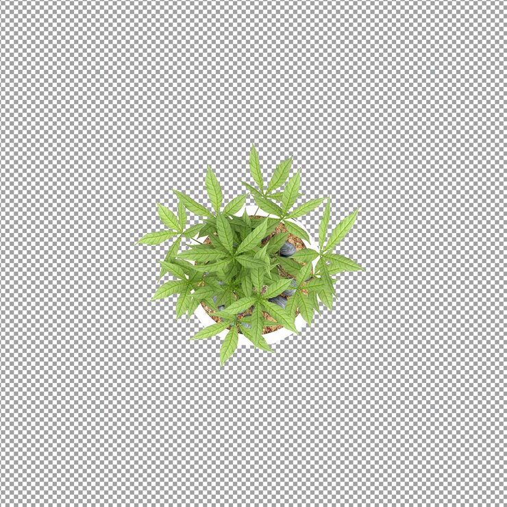 PSD bella pianta isolata in rendering 3d