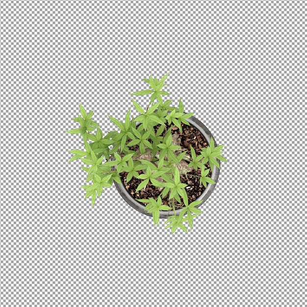 Bella pianta isolata in rendering 3D