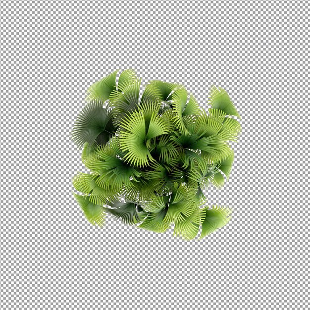 Bella pianta isolata in rendering 3D