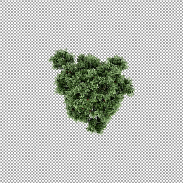 Bella pianta isolata in rendering 3D