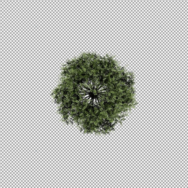 Bella pianta isolata in rendering 3D