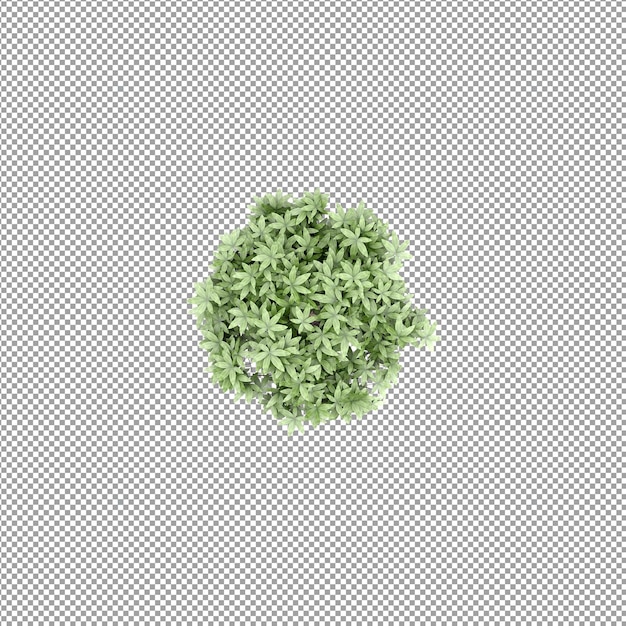 Bella pianta isolata in rendering 3D
