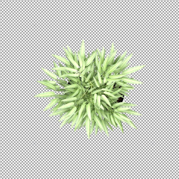 Bella pianta isolata in rendering 3D