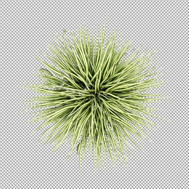 Bella pianta isolata in rendering 3D