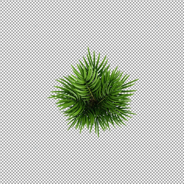 Bella pianta isolata in rendering 3D