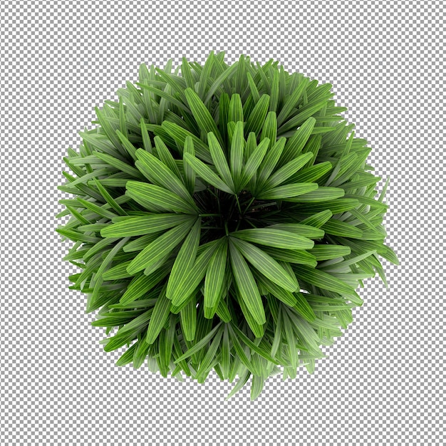 Bella pianta isolata in rendering 3D