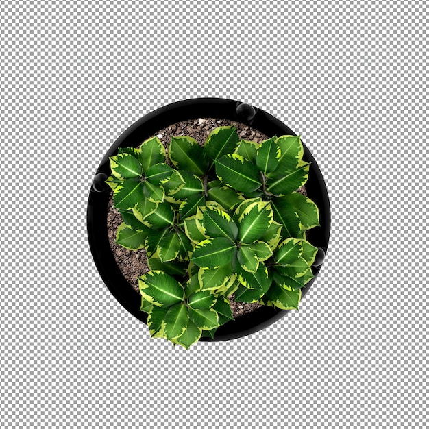 Bella pianta isolata in rendering 3D