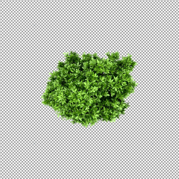 Bella pianta isolata in rendering 3D