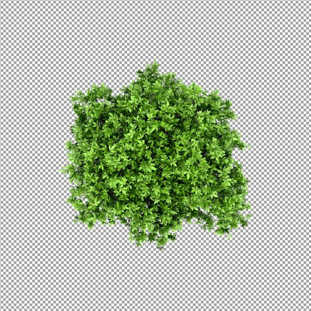 Bella pianta isolata in rendering 3D
