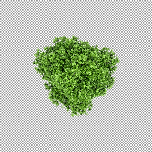 Bella pianta isolata in rendering 3D