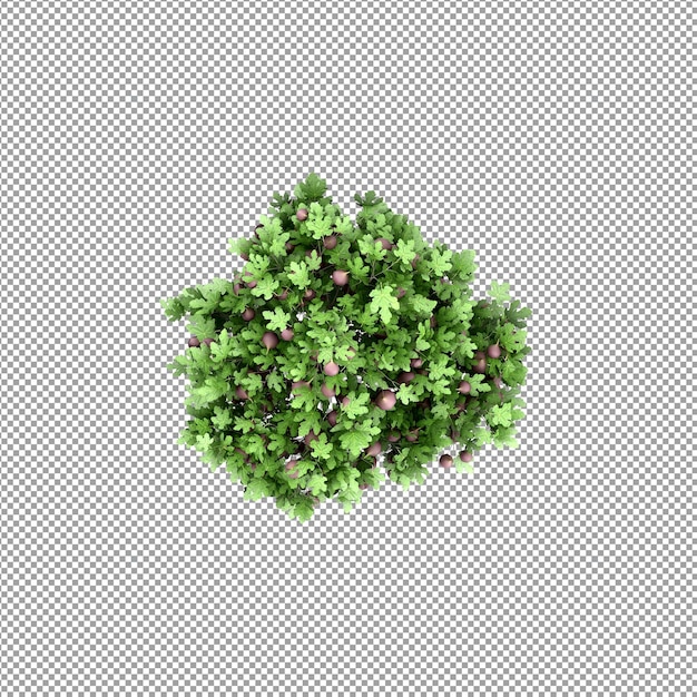 Bella pianta isolata in rendering 3D