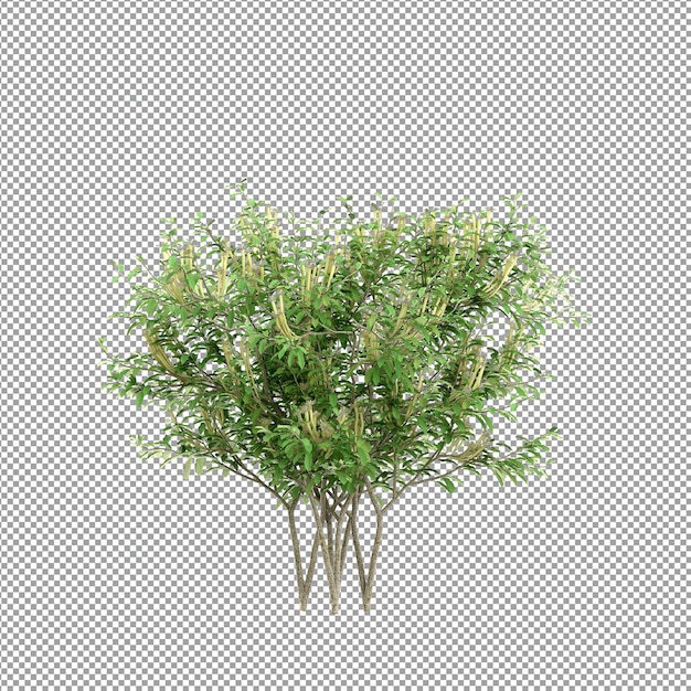 Bella pianta isolata in rendering 3D