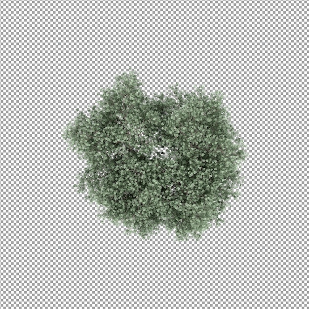 Bella pianta isolata in rendering 3D