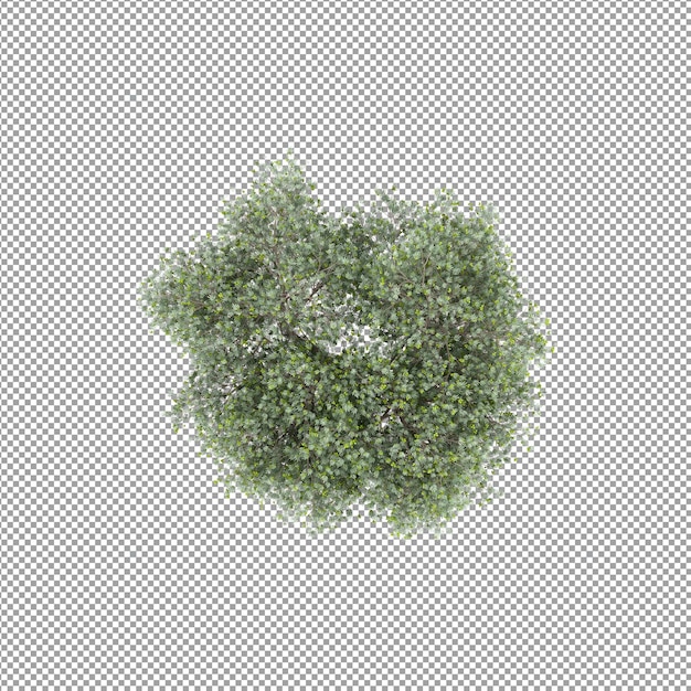 Bella pianta isolata in rendering 3D