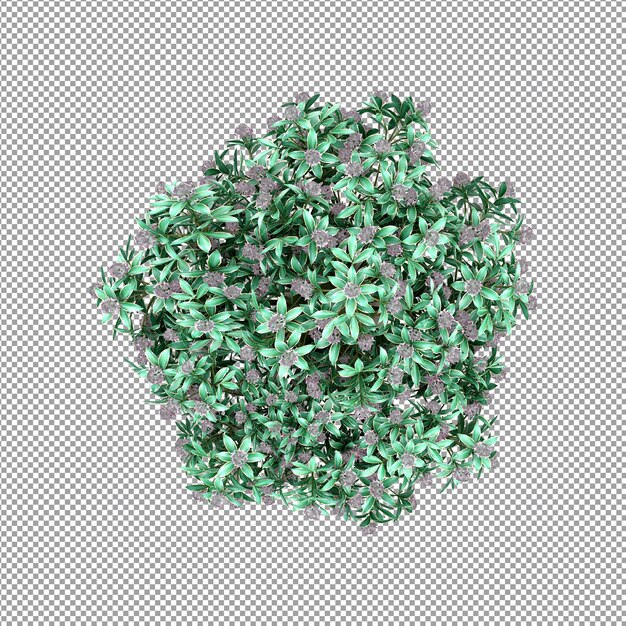Bella pianta isolata in rendering 3D