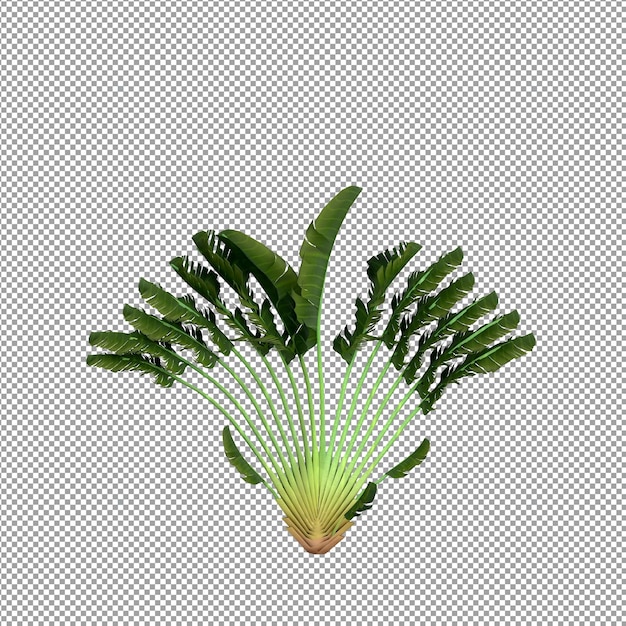 Bella pianta isolata in rendering 3D
