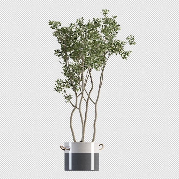 Bella pianta isolata in rendering 3D
