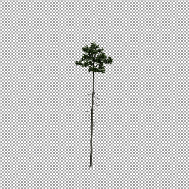 Bella pianta nel rendering 3d isolato
