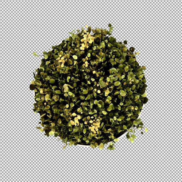 Bella pianta nel rendering 3d isolato