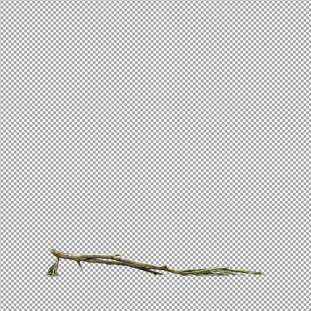 Bella pianta nel rendering 3d isolato