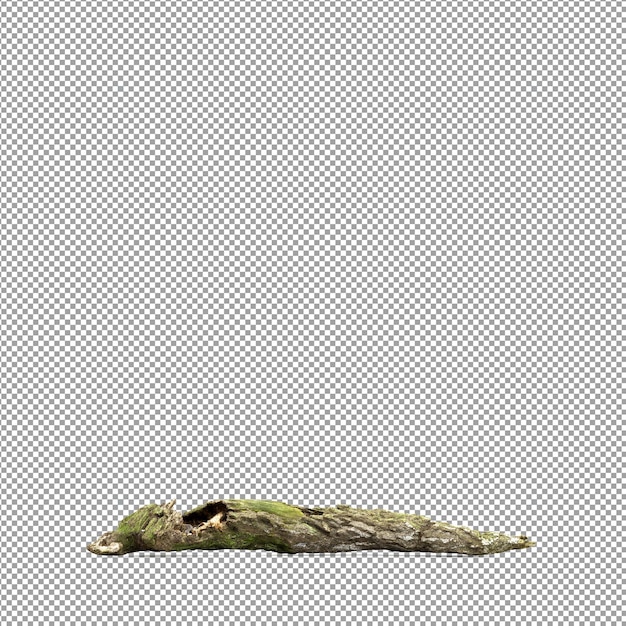Bella pianta nel rendering 3d isolato