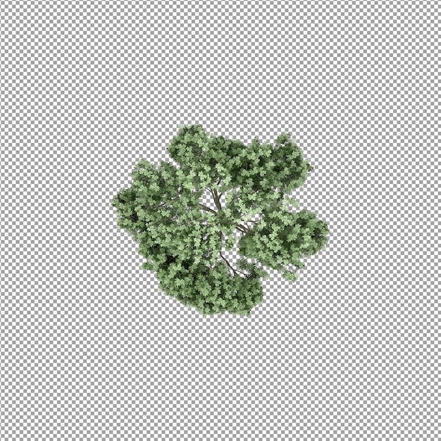 Bella pianta nel rendering 3d isolato