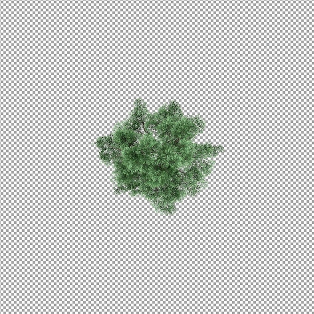 Bella pianta nel rendering 3d isolato