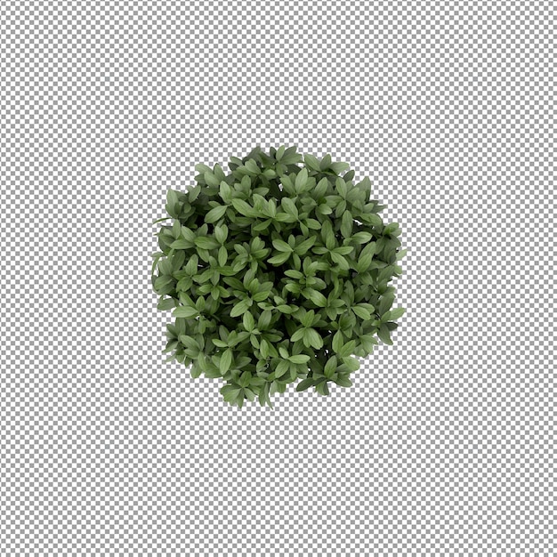 Bella pianta nel rendering 3d isolato