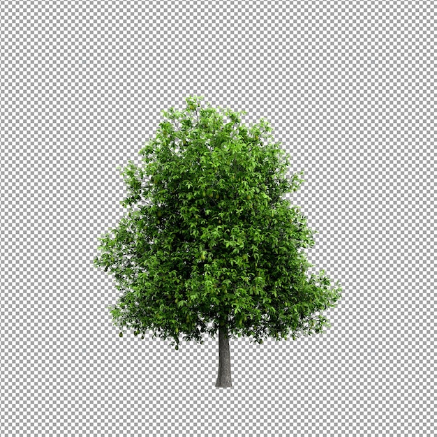 Bella pianta nel rendering 3d isolato