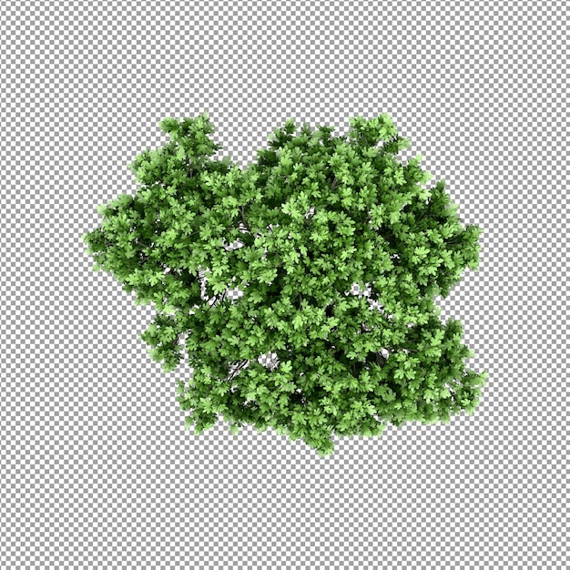 Bella pianta nel rendering 3d isolato