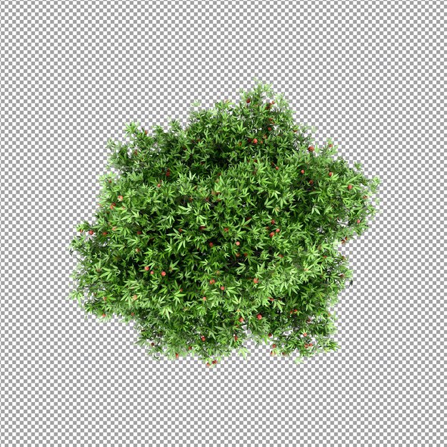 Bella pianta nel rendering 3d isolato