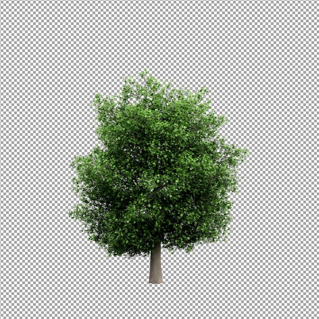 Bella pianta nel rendering 3d isolato