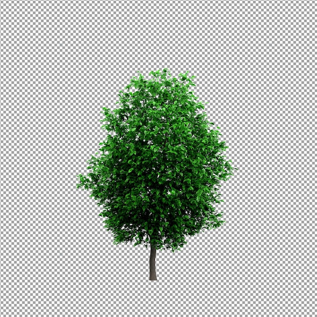 Bella pianta nel rendering 3d isolato
