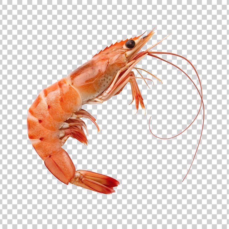PSD une belle clipart de crevettes sur un fond transparent