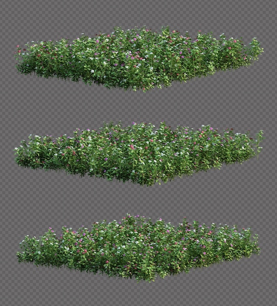 Belle collection d'arbres pervenche cape