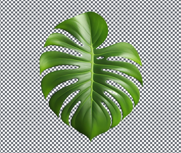 Belle feuille de Monstera isolée sur un fond transparent