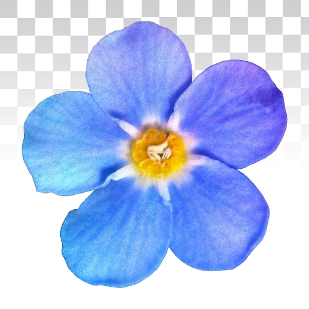 PSD une belle fleur bleue sans fond pour le collage