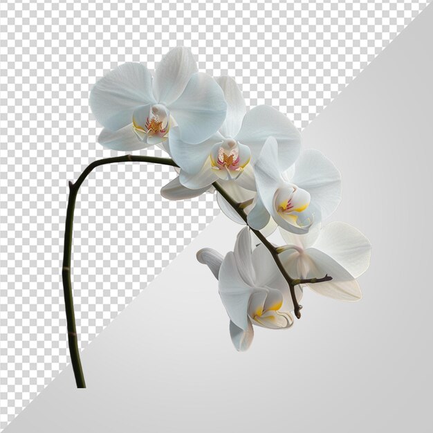 PSD une belle fleur tropicale de plumeria en png