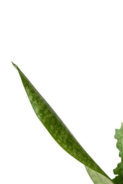 Belle plante headshot nature morte