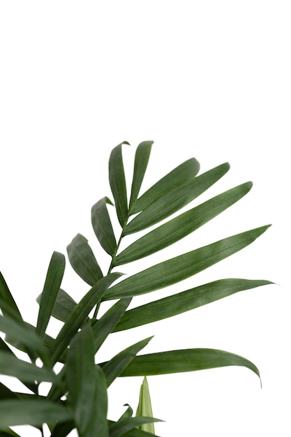 Belle plante headshot nature morte