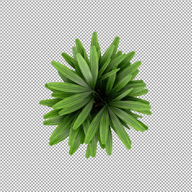 Belle plante en rendu 3d isolé