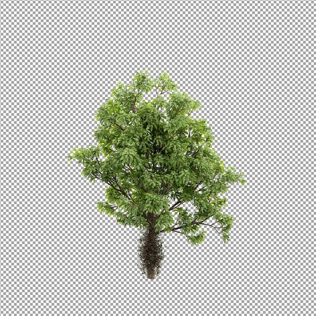 Belle plante en rendu 3d isolé