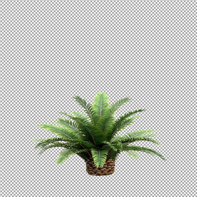 Belle plante en rendu 3d isolé